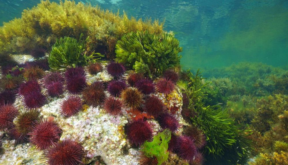 Erizos de mar bajo el Océano Atlántico.