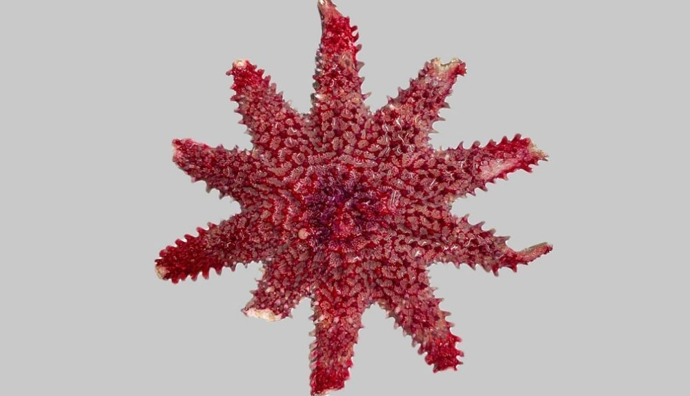 Esta estrella fue encontrada destrozada por docenas de voraces erizos de mar en un acuario.