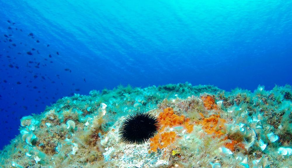 Los erizos de mar no tienen cerebro ni sistema nervioso central.