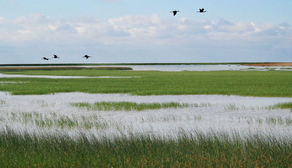 La Comisión Europea advierte sobre los planes de regular los regadíos en el entorno de Doñana.