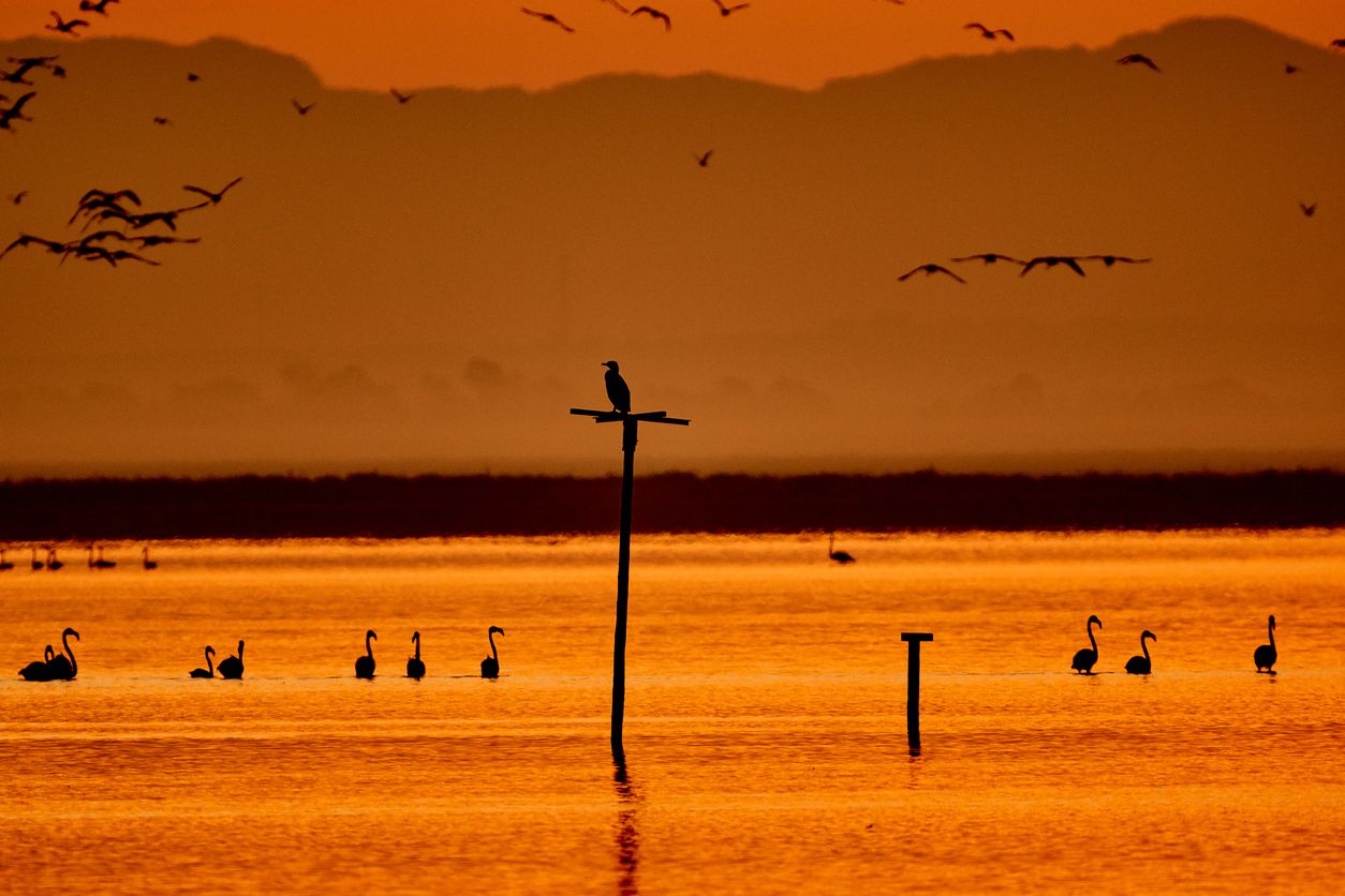 Doñana es uno de los humedales más importantes de Europa.