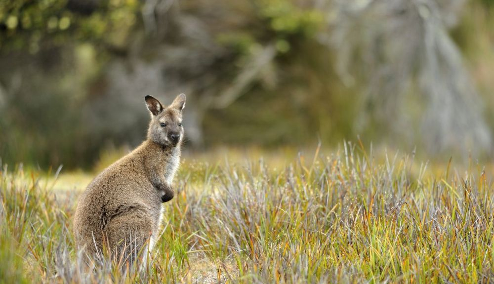Walabí es una especie de Australia muy parecida al canguro. Walabí es una especie de Australia muy parecida al canguro.