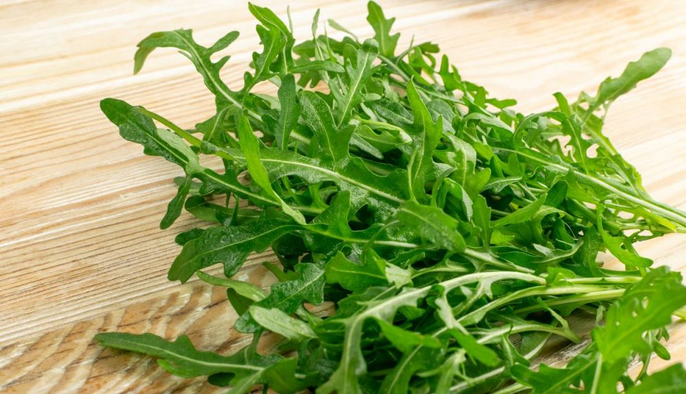 El gusto y sabor de la rúcula también varían debido a la genética de las diferentes. variedades. El gusto y sabor de la rúcula también varían debido a la genética de las diferentes. variedades.