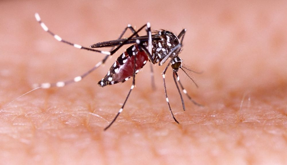 Se ha demostrado que la modificción genética reduce las poblaciones silvestres hasta en un 90% en ensayos con Aedes aegypt. Se ha demostrado que la modificción genética reduce las poblaciones silvestres hasta en un 90% en ensayos con Aedes aegypt.