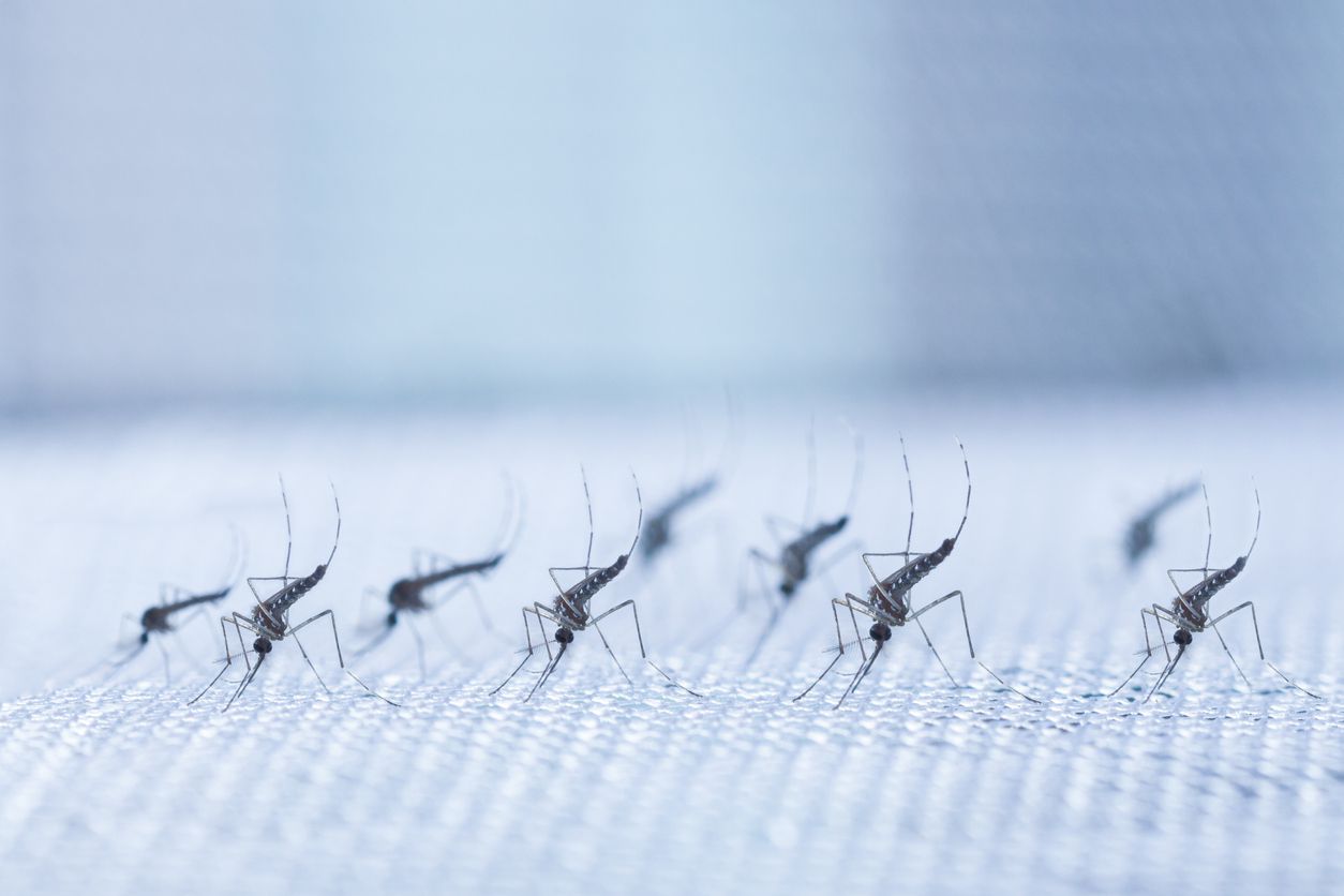 El mosquito es el animal más peligroso del mundo.
