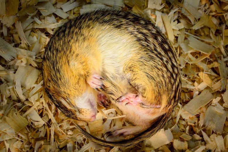 Durante la hibernación, los microbiomas intestinales de estos animales cosechan nitrógeno de la urea.