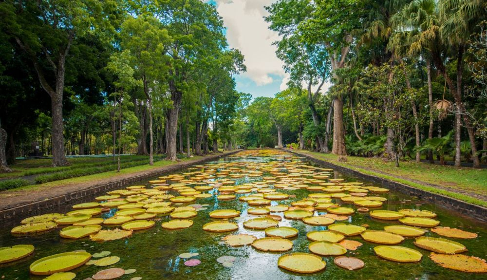 Grandes lirios de agua en el  jardín Pamplemousses.
