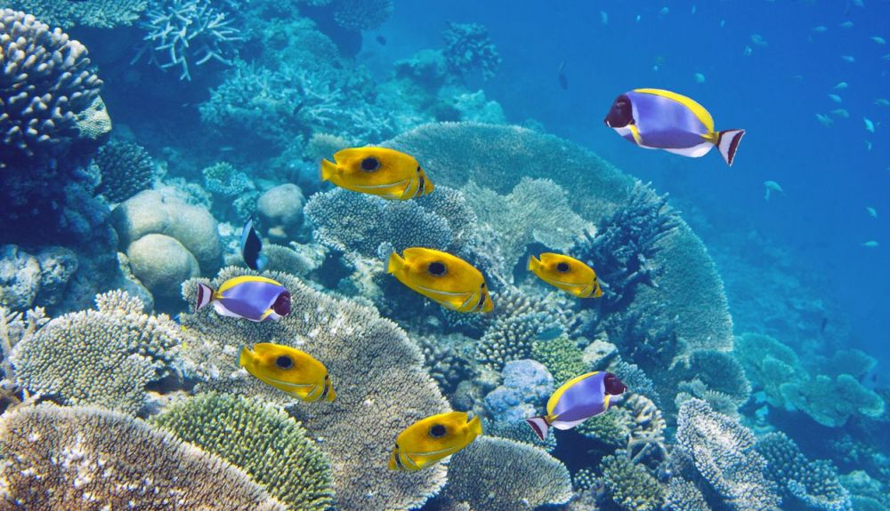 Peces en arrecife de coral de Isla Mauricio.