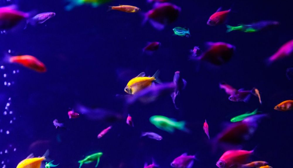 Estos peces aparecieron como mascotas en la décda de 2000. Estos peces aparecieron como mascotas en la décda de 2000.