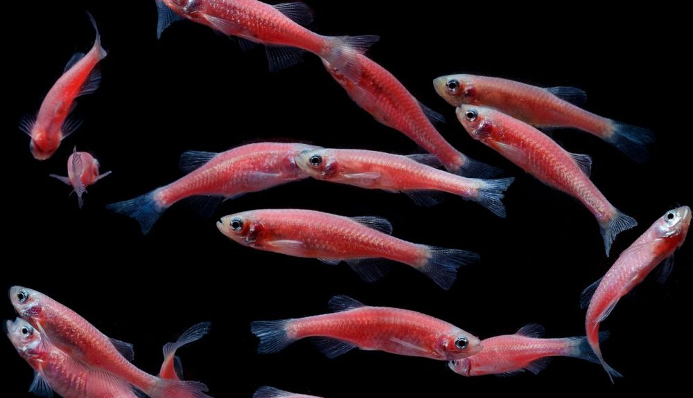 Los peces transgénicos parecen alcanzar la madurez sexual antes que sus antepasados. Los peces transgénicos parecen alcanzar la madurez sexual antes que sus antepasados.