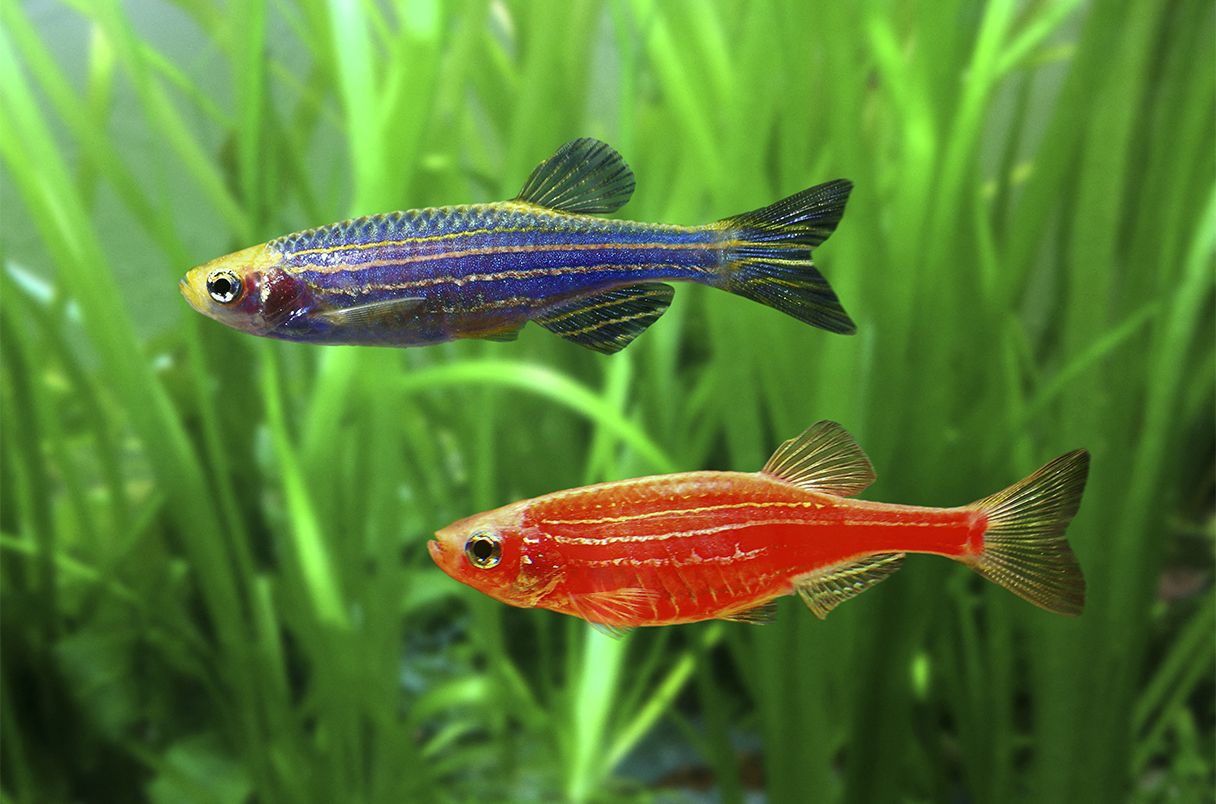 Los peces transgénicos han pasado de los acuarios a los arroyos de Brasil.