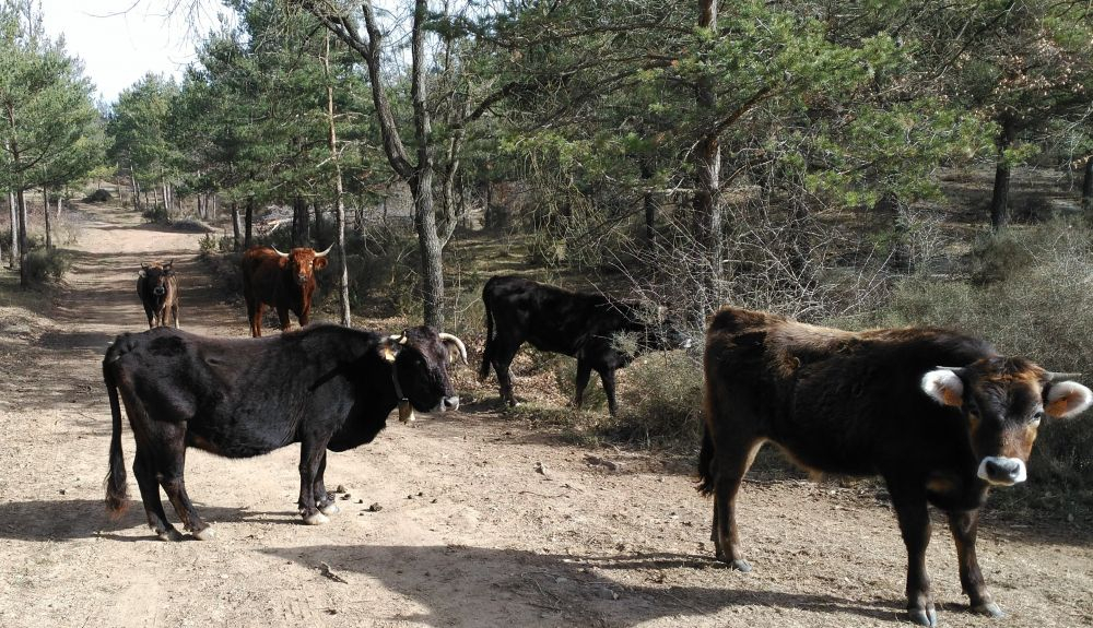 En Cataluña, solo quedan 400 vacas de Albera. En Cataluña, solo quedan 400 vacas de Albera.