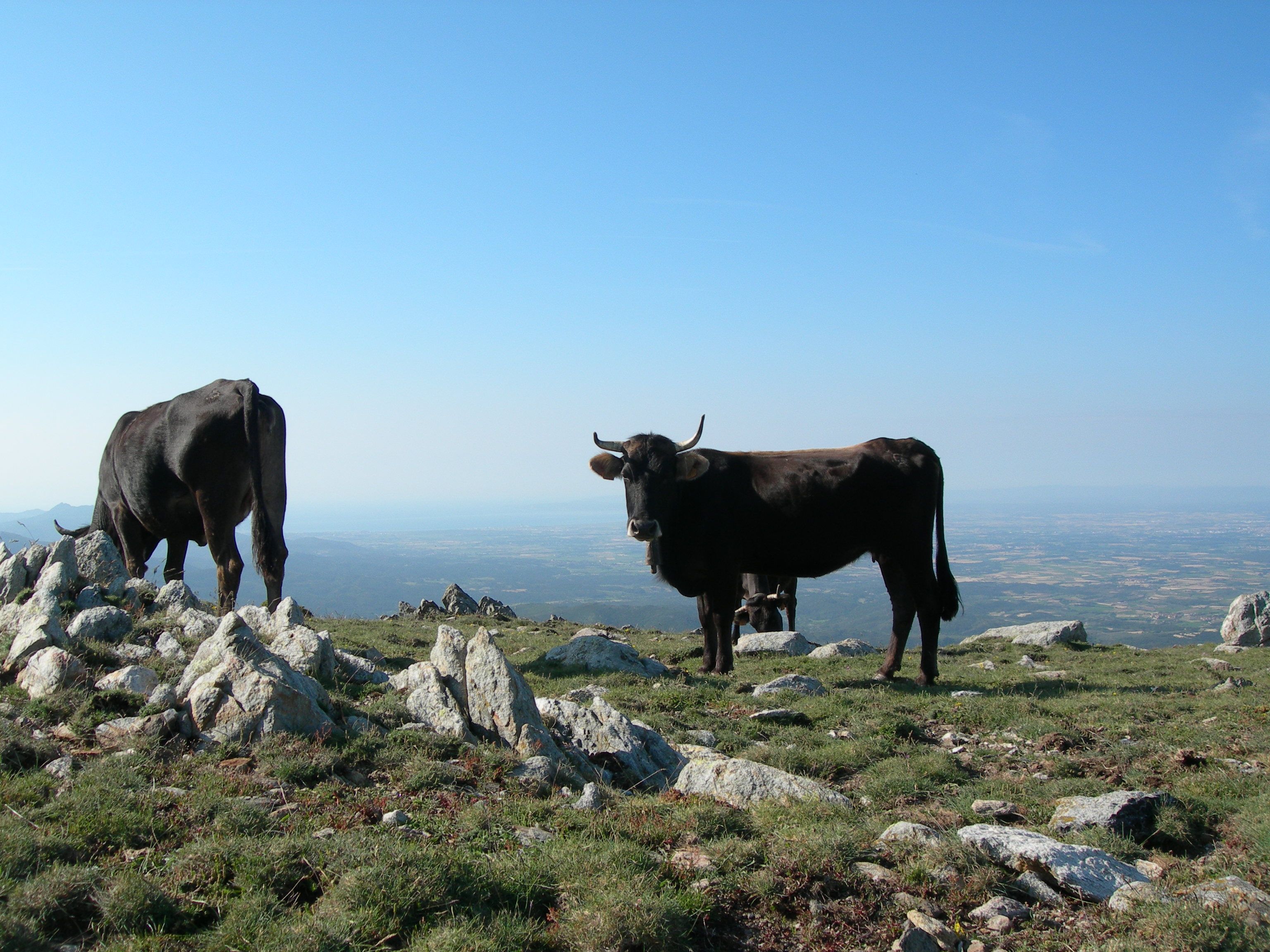 La vaca de la Albera es una de las desbrozadoras naturales más potentes para gestionar y prevenir los incendios forestales.