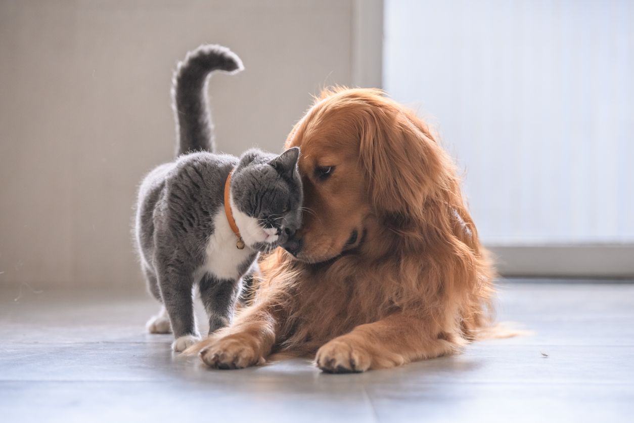 La Ley de Protección Animal responde al sentir de la sociedad en contra del maltrato.