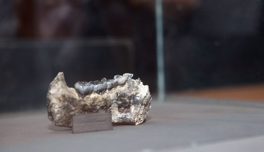Fósil encontrado en Ledi Geraru,en Afar, Etiopia. Fósil encontrado en Ledi Geraru,en Afar, Etiopia.
