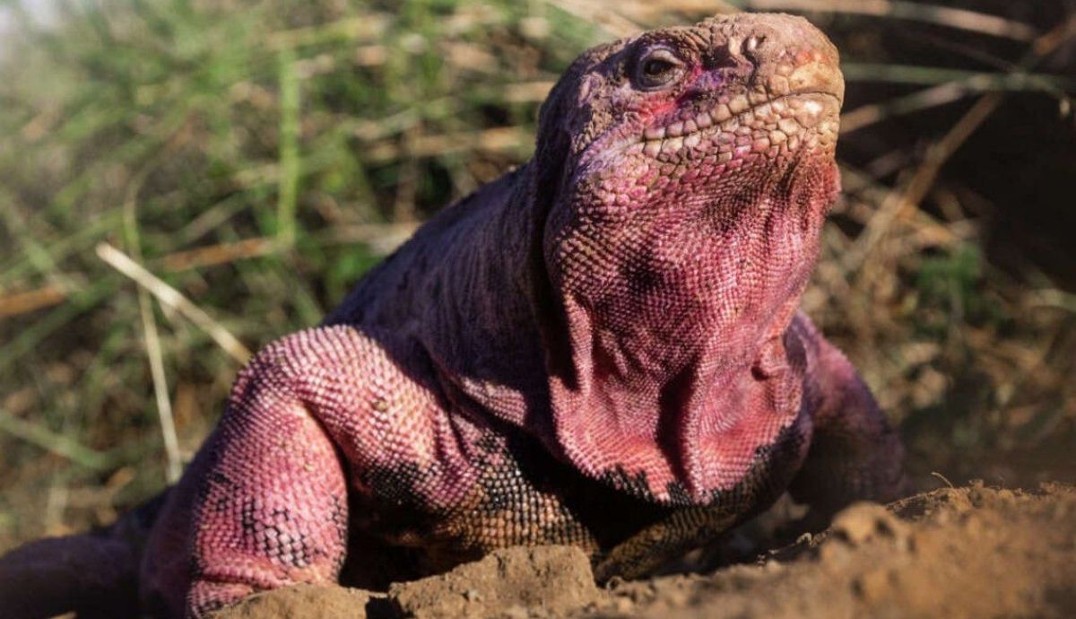 Los expertos alertan sobre el estado crítico de la iguana rosa de las Islas Galápagos.