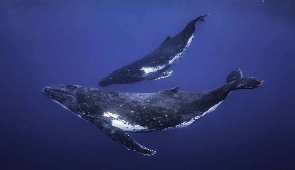 Ballena jorobada hembra, con su cría. Ballena jorobada hembra, con su cría.