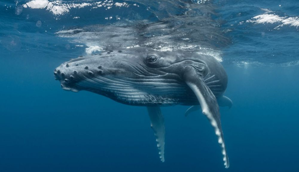 Las ballenas jorobadas se alimentan de presas microscópicas. Las ballenas jorobadas se alimentan de presas microscópicas.