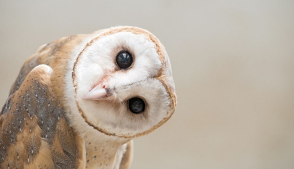 La lechuza Tyto alba era el depredador predominante en Wonderwerk (Sudáfrica).