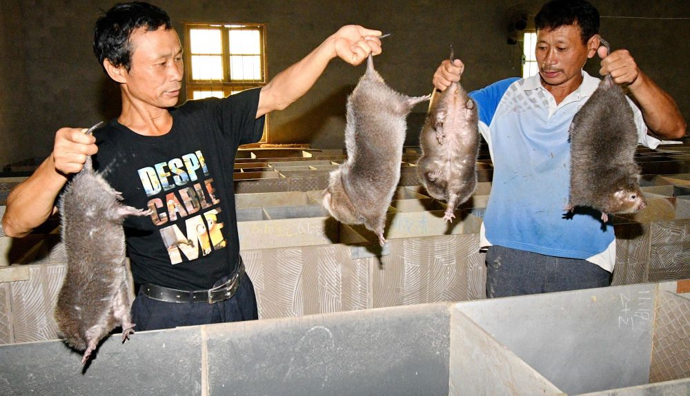 Venta de animales vivos en un mercado de China. Venta de animales vivos en un mercado de China.