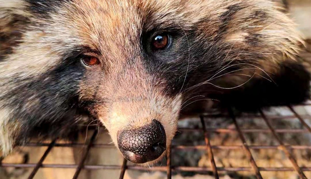 Los perros mapaches muestreados en un estudio albergaban nuevos coronavirus.