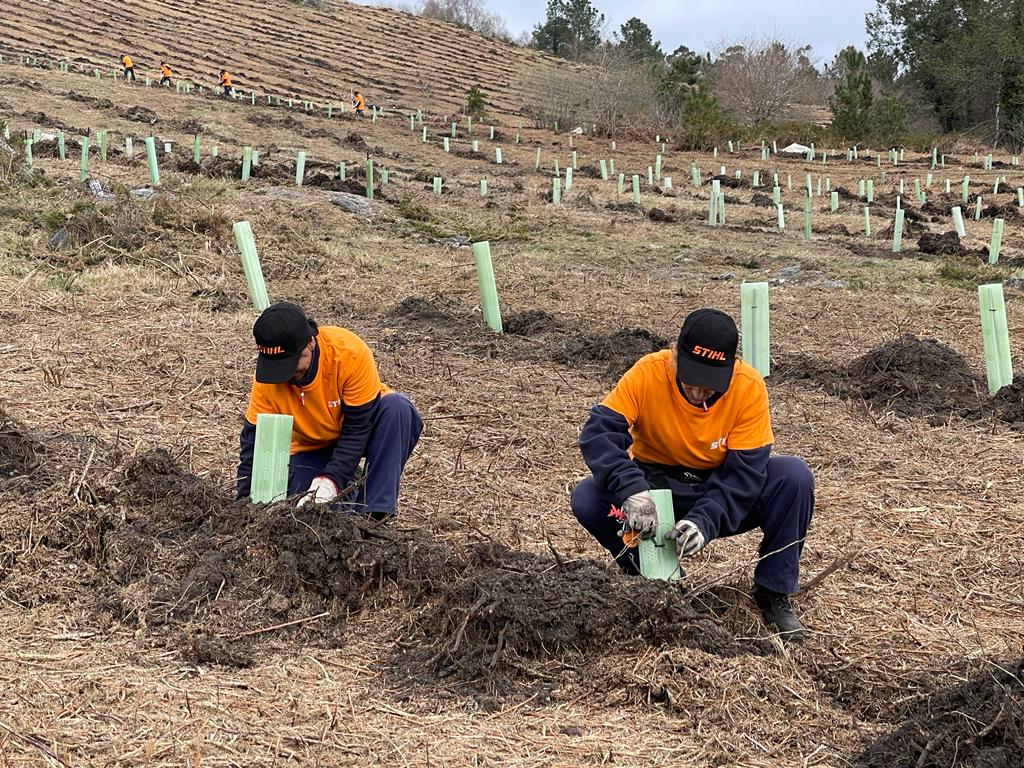 La firma Stihl quiere recuperar la biodiversidad de esta zona completamente calcinada.