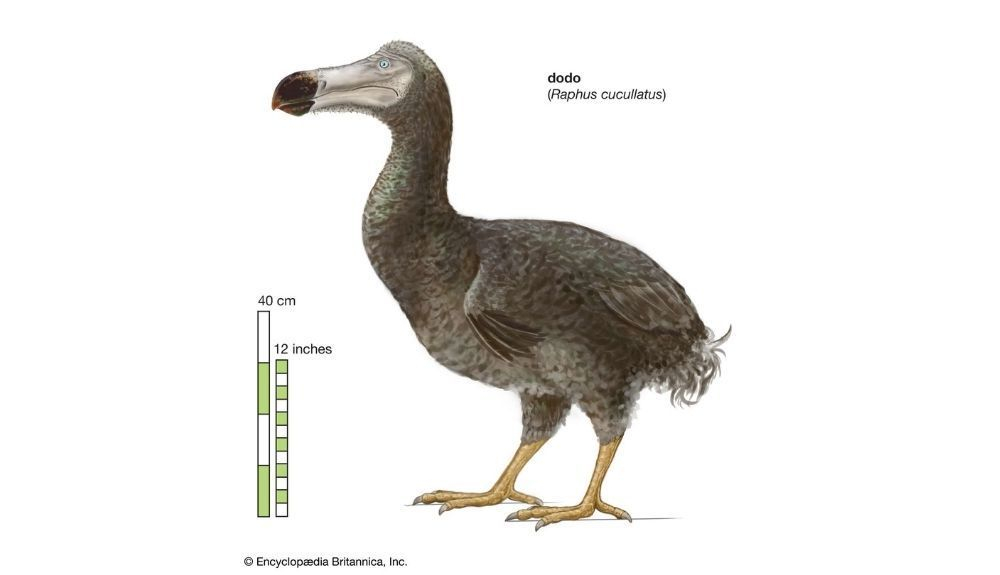 El dodo tenía un plumaje gris azulado y una cabeza grande. El dodo tenía un plumaje gris azulado y una cabeza grande.