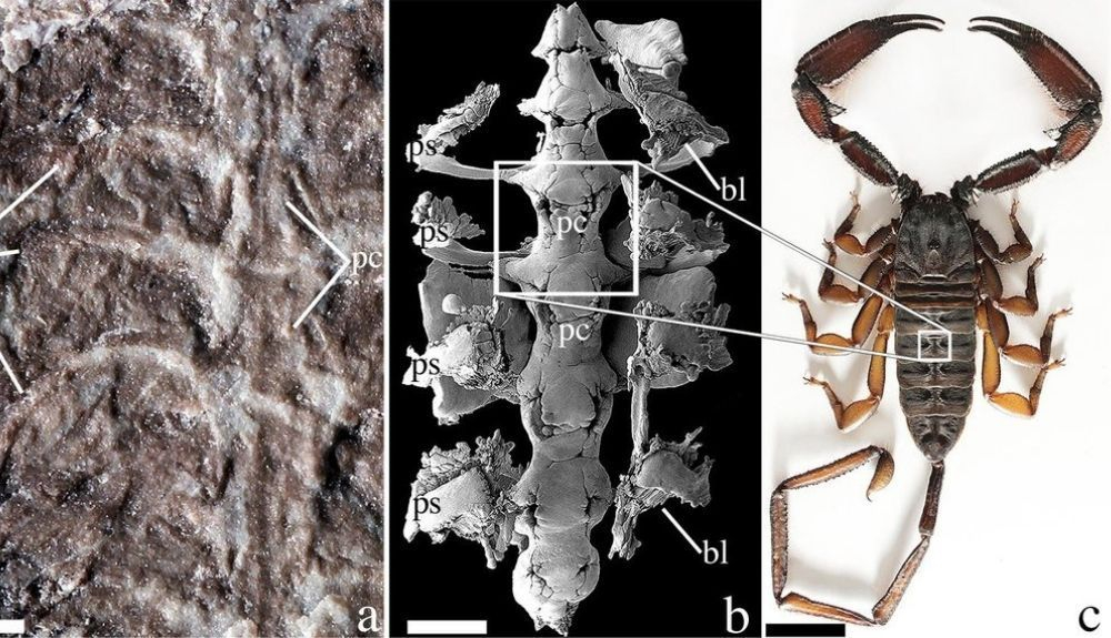 Un fósil de Parioscorpio venator comparado con una imagen de microscopio de Centruroides exilicauda y Hadogenes troglodytes, ambos escorpiones modernos. Un fósil de Parioscorpio venator comparado con una imagen de microscopio de Centruroides exilicauda y Hadogenes troglodytes, ambos escorpiones modernos.