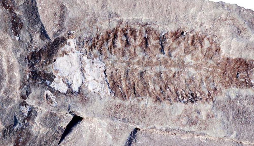 Un fósil de Parioscorpio venator, un escorpión de 437 millones de años que se parece a las especies moderna.