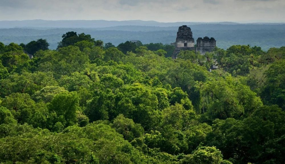 Tikal se encuentra en el norte de Guatemala, donde solo existe una estación muy húmeda y otra muy seca. Tikal se encuentra en el norte de Guatemala, donde solo existe una estación muy húmeda y otra muy seca.