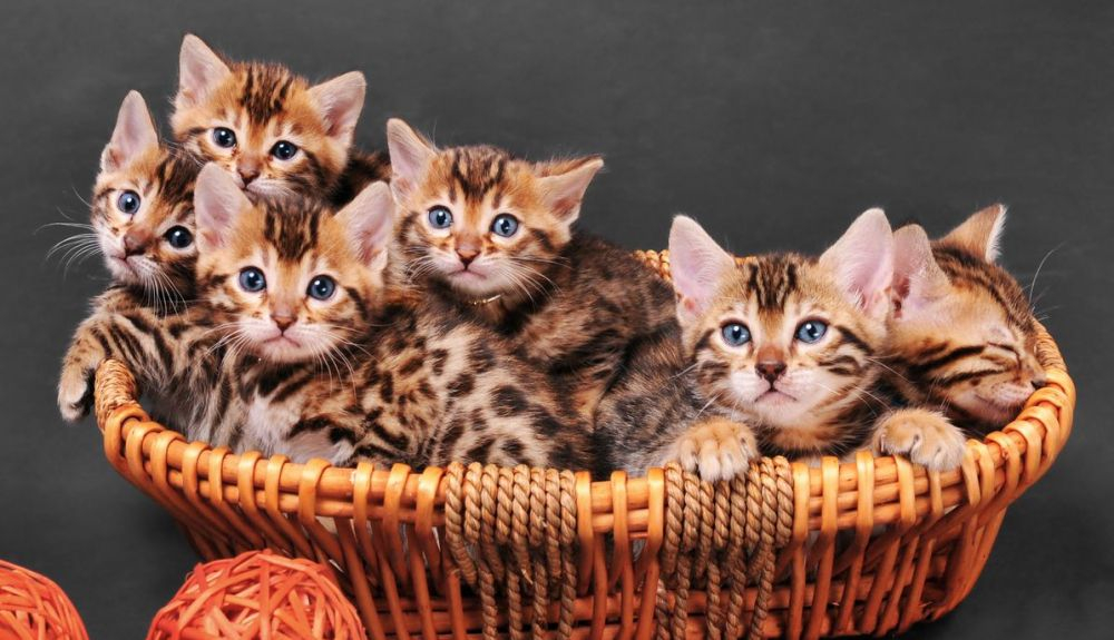 Estos gatos tienen marcas salvajes pero disposición de un animal doméstico.