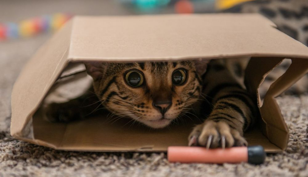 Los gatos bengalíes pueden reconocer gestos y expresiones humanas.