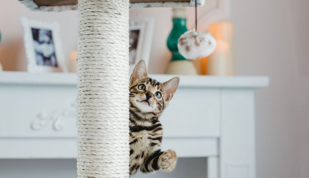Estos felinos pueden saltar hasta tres veces su altura.