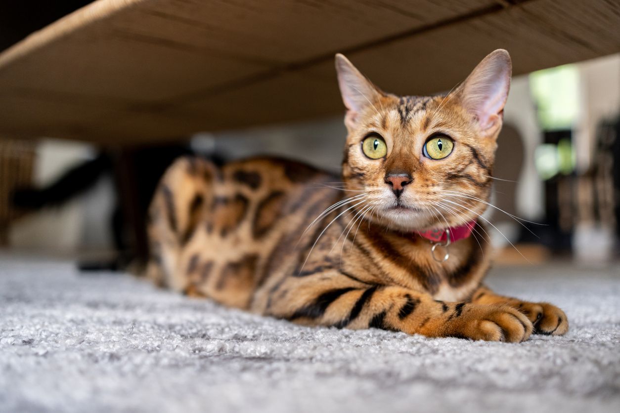 El gato bengalí un tiene su lado juguetón y es un gran amante de la diversión.