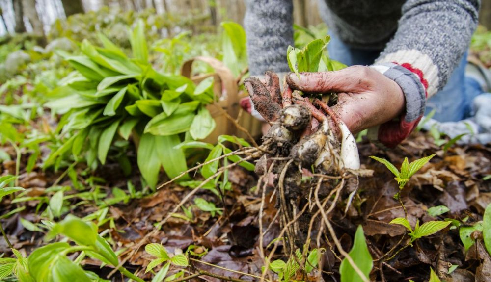 En el mundo, hay unas 7.000 especies de plantas silvestres y 2.000 de hongos que se usan como alimento, En el mundo, hay unas 7.000 especies de plantas silvestres y 2.000 de hongos que se usan como alimento,