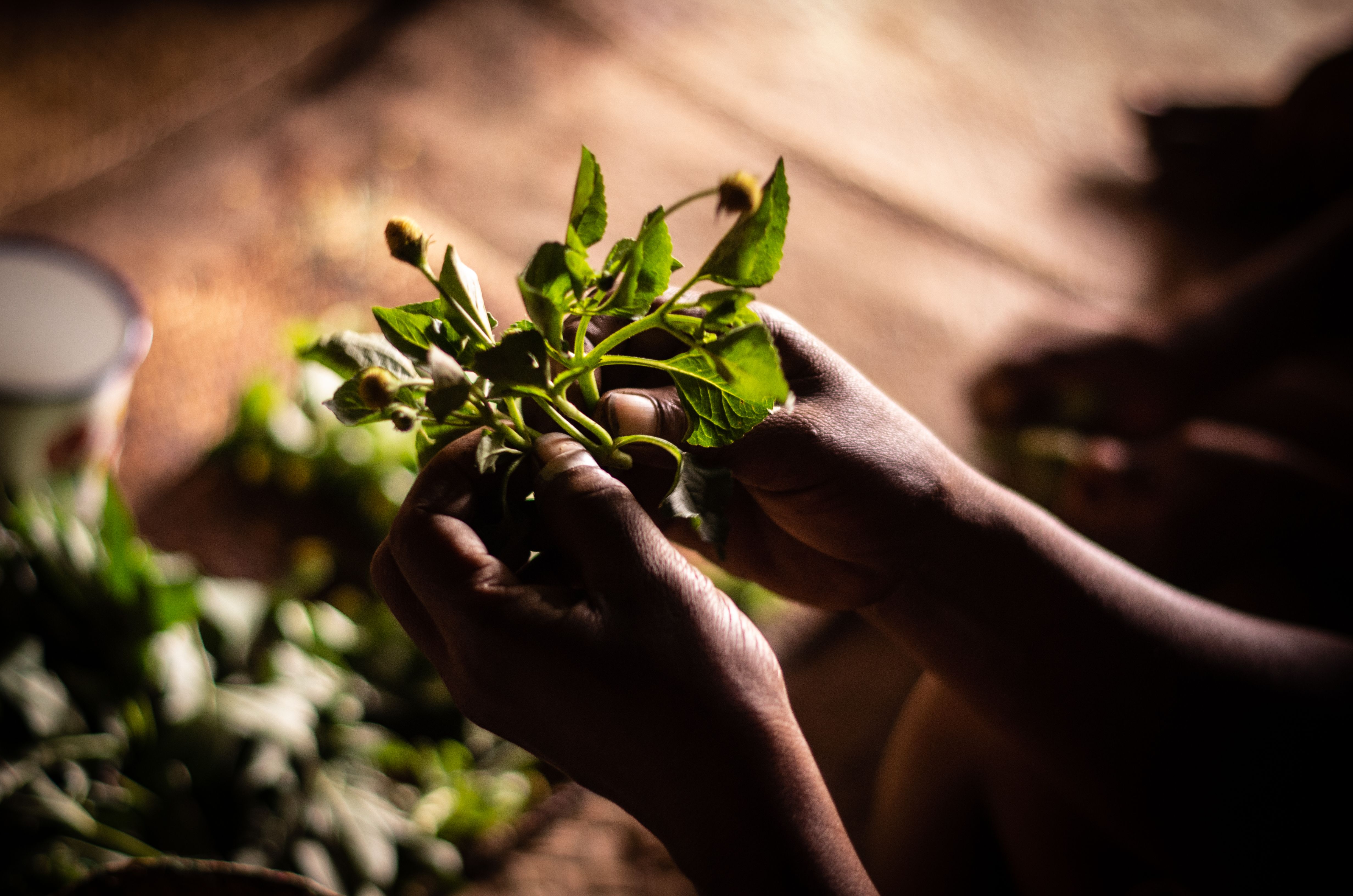 Las comunidades locales de todo el mundo están preocupadas por la disminución de la abundancia de plantas y hongos silvestres comestibles.