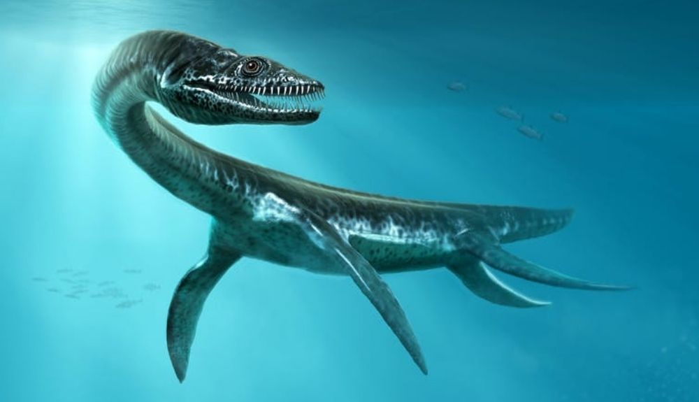 El plesiosaurus vivió en los océanos de todo el mundo. El plesiosaurus vivió en los océanos de todo el mundo.