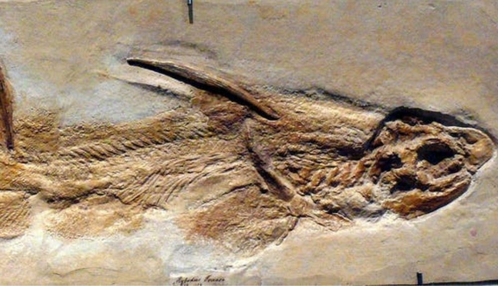 Fosil de hybodus hallado en Alemania. Fosil de hybodus hallado en Alemania.