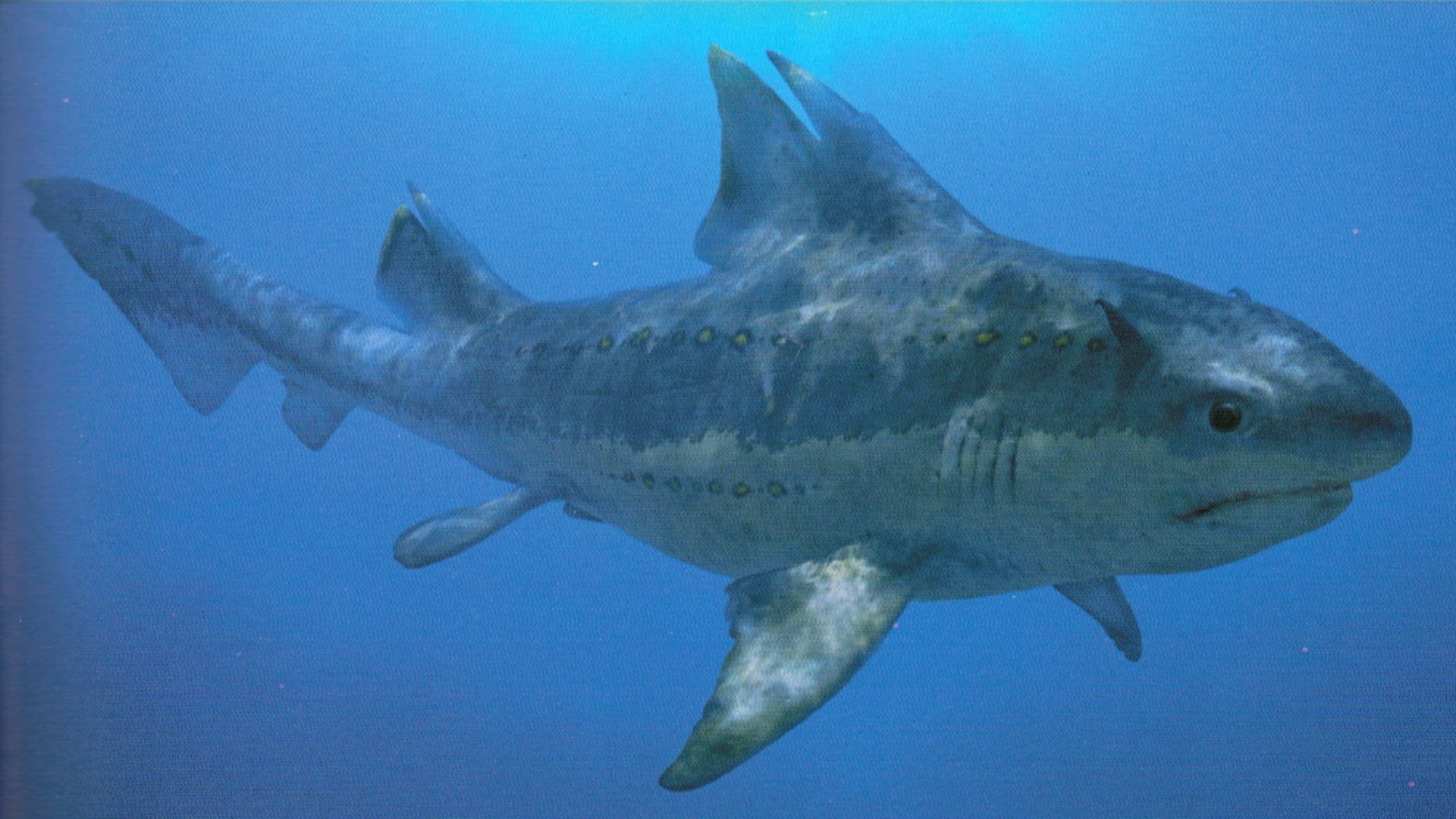 Hybodus, una de las especies prehistóricas que habitaban en los mares del Jurásico.