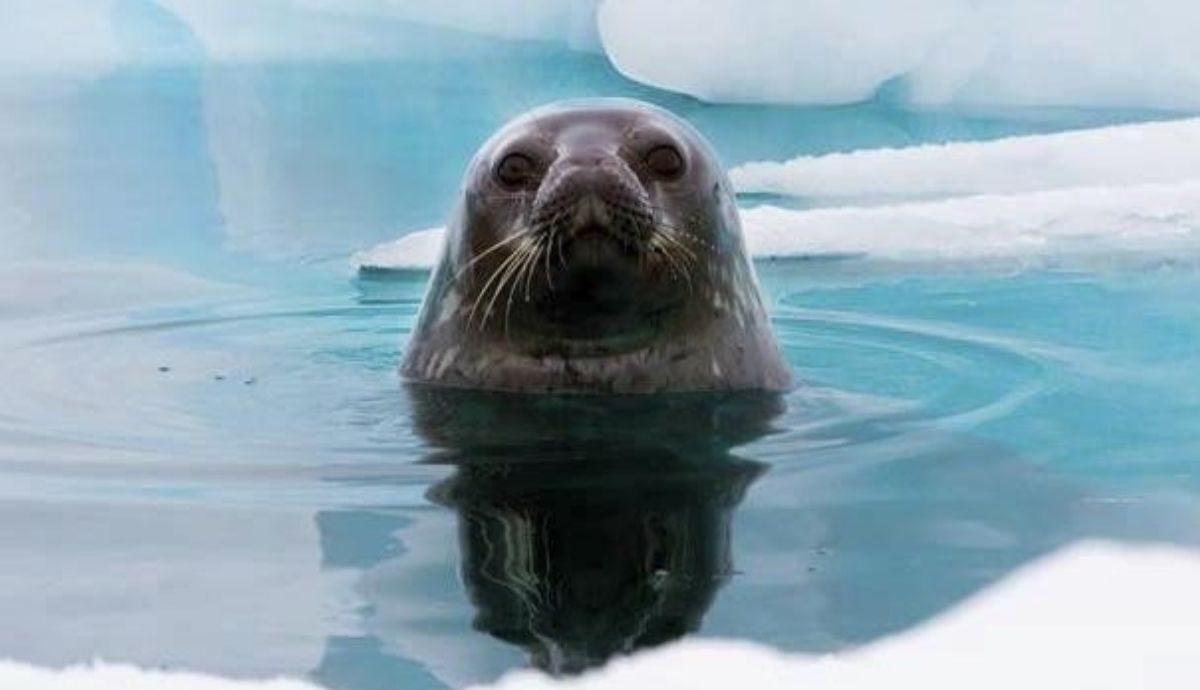 La muestra está compuesta por setenta impactantes imágenes.