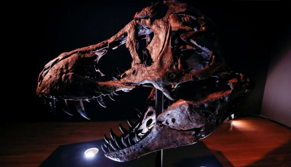 Cabeza de un esqueleto de Tyrannosaurus de aproximadamente 67 millones de años. Cabeza de un esqueleto de Tyrannosaurus de aproximadamente 67 millones de años.