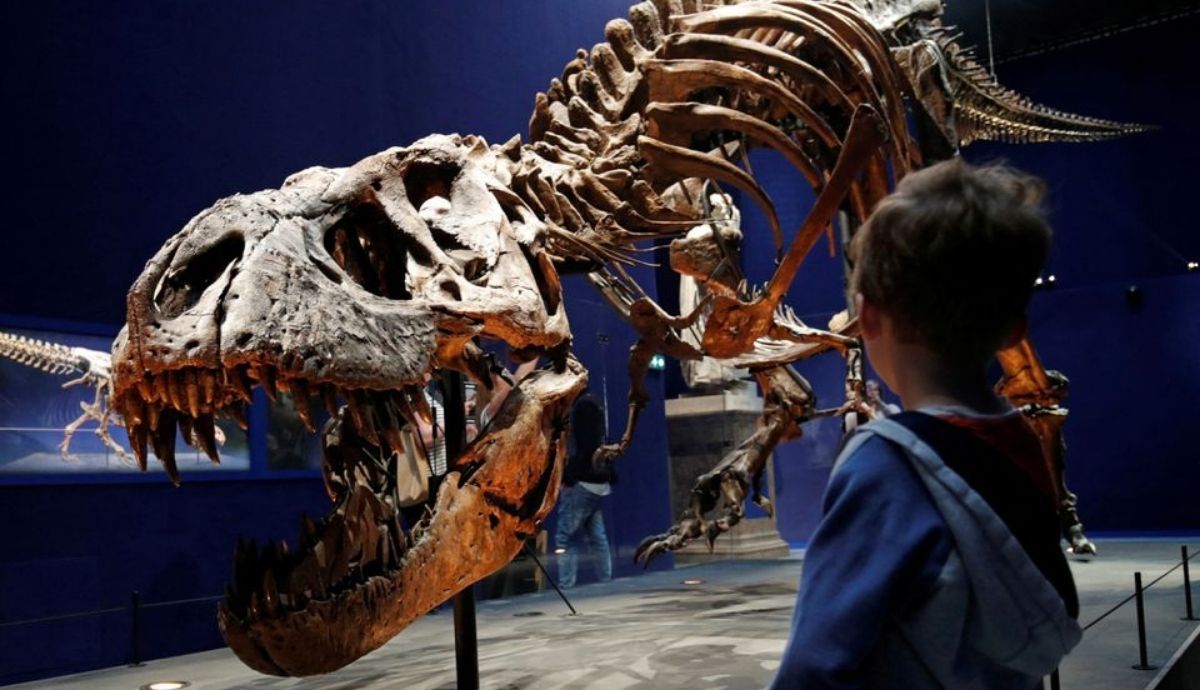 Un niño mira el esqueleto de un Tyrannosaurus de 67 millones de años, llamado Trix, en el Museo Nacional Francés de Historia Natural.