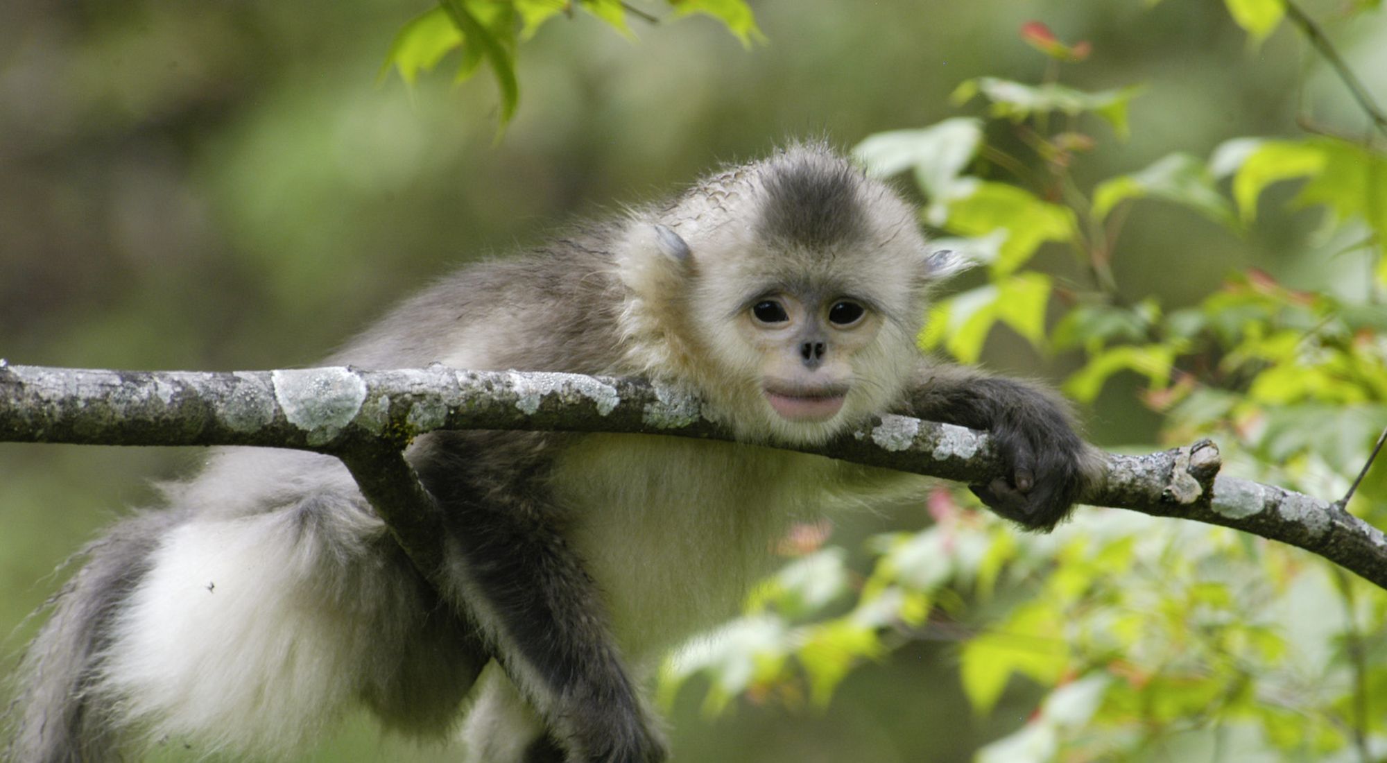 Solo quedan 3.000 ejemplares de estos monos de China.