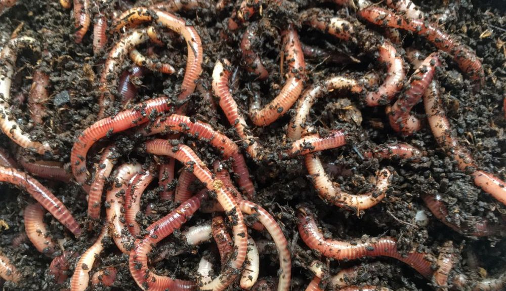 Las lombrices son animales importantísimos, considerados auténticos ingenieros de los ecosistemas. Las lombrices son animales importantísimos, considerados auténticos ingenieros de los ecosistemas.
