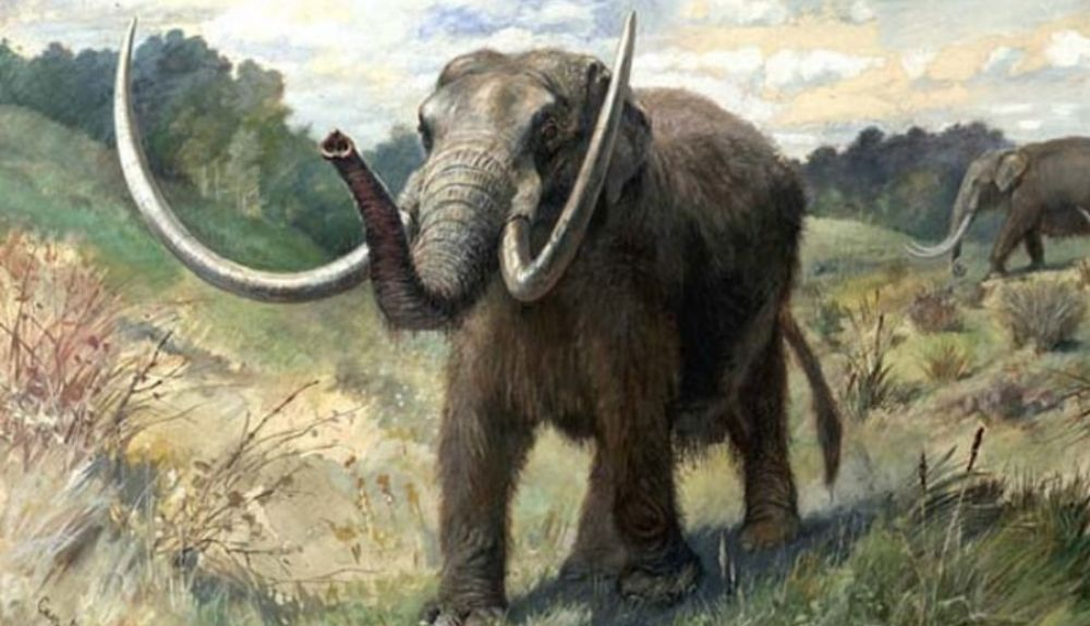 Estos animales parecidos a los elefantes desaparecieron hace unos 75.000 años. Estos animales parecidos a los elefantes desaparecieron hace unos 75.000 años.