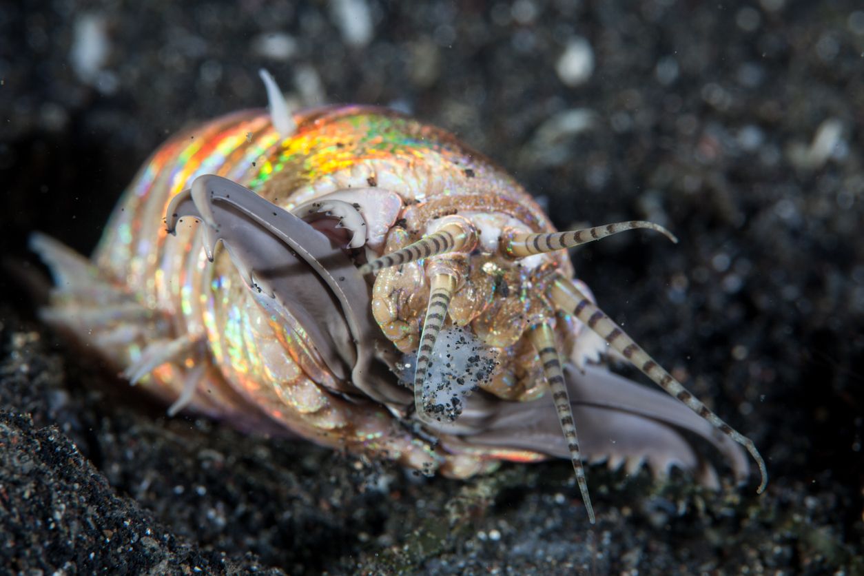 Un gusano Bobbit aterrador, Eunice aphroditois, aparece fuera de su guarida arenosa en el estrecho de Lembeh, Indonesia