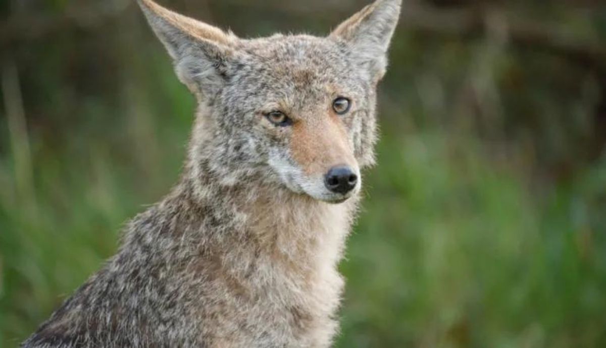 El coyote ha aumentado su presencia en las ciudades como consecuencia de diversos fctores ecológicos.