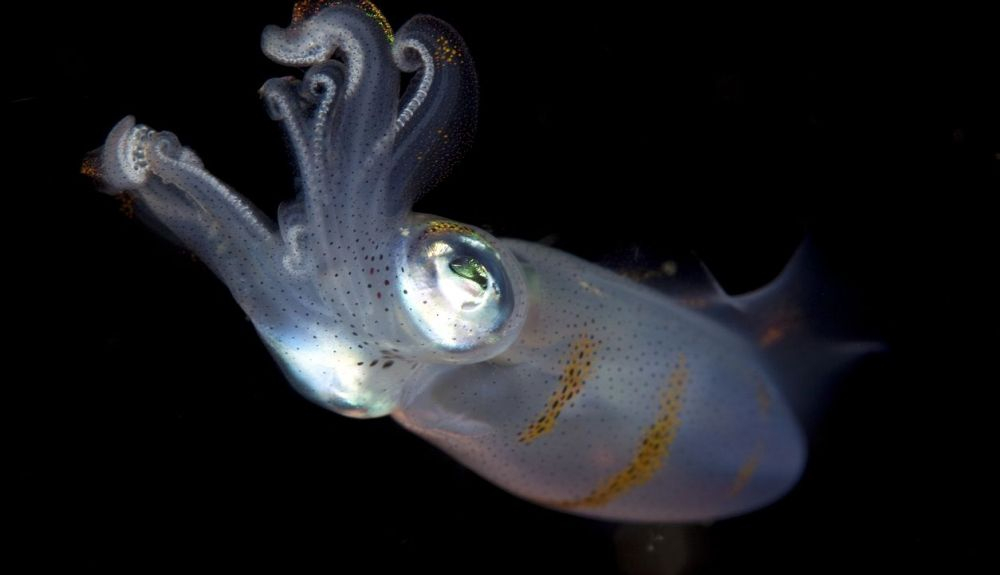 Este ejemplar se parecería mucho a los actuales calamares. Este ejemplar se parecería mucho a los actuales calamares.