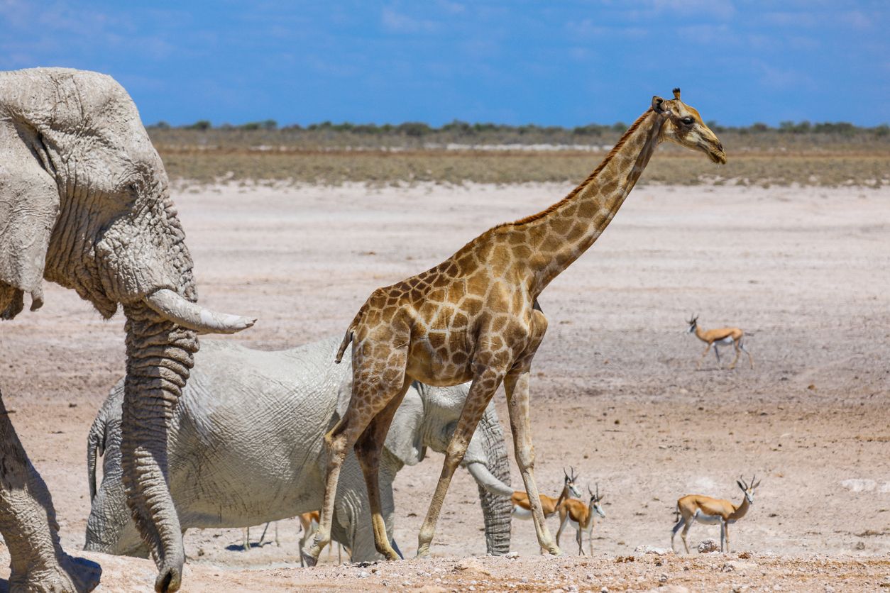 Los investigadores han estudiado cómo los animales vertebrados responden a las presiones mediomabientales.