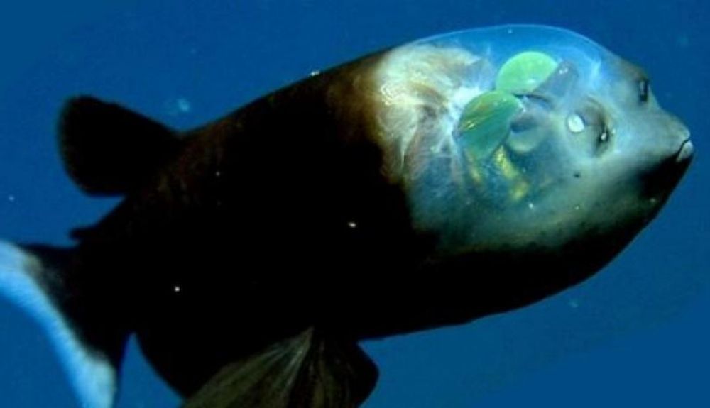 El hábitat de este pez abisal se extiende desde el mar de Bering hasta Japón y Baja California.